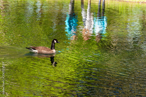 Canada Goose Swimming In Reflective Green Pond Water