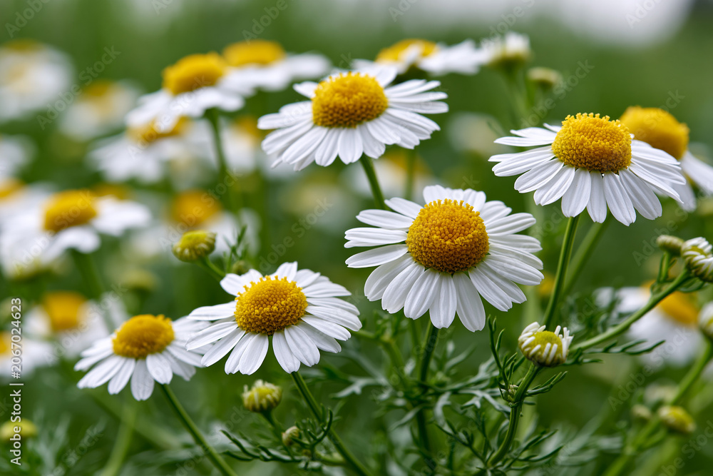 Fototapeta premium Daisies bloom in a green field during springtime