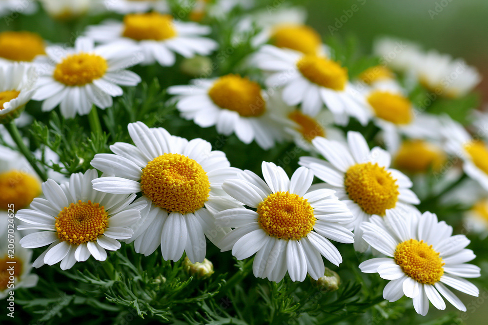 Fototapeta premium Flowers bloom in a garden on a sunny day
