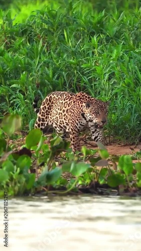 Elusive wild jaguar pacing through dense green grass along a riverbank