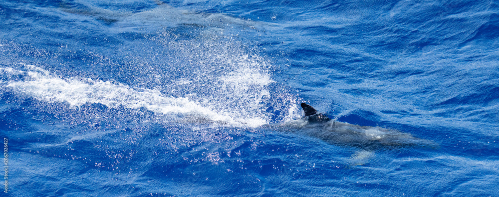Fototapeta premium Panorama of a dolphin at the surface, at Ascension Island