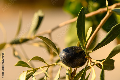 Rich black olive hanging from vibrant green leaves at sunset in an olive grove