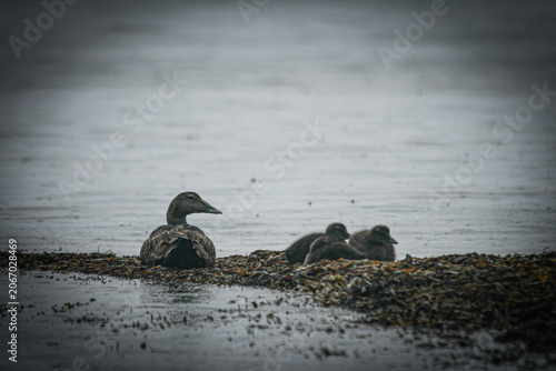 Foto Female Common Eider (Somateria mollissima) with Ducklings on Kelp-Covered Shorel