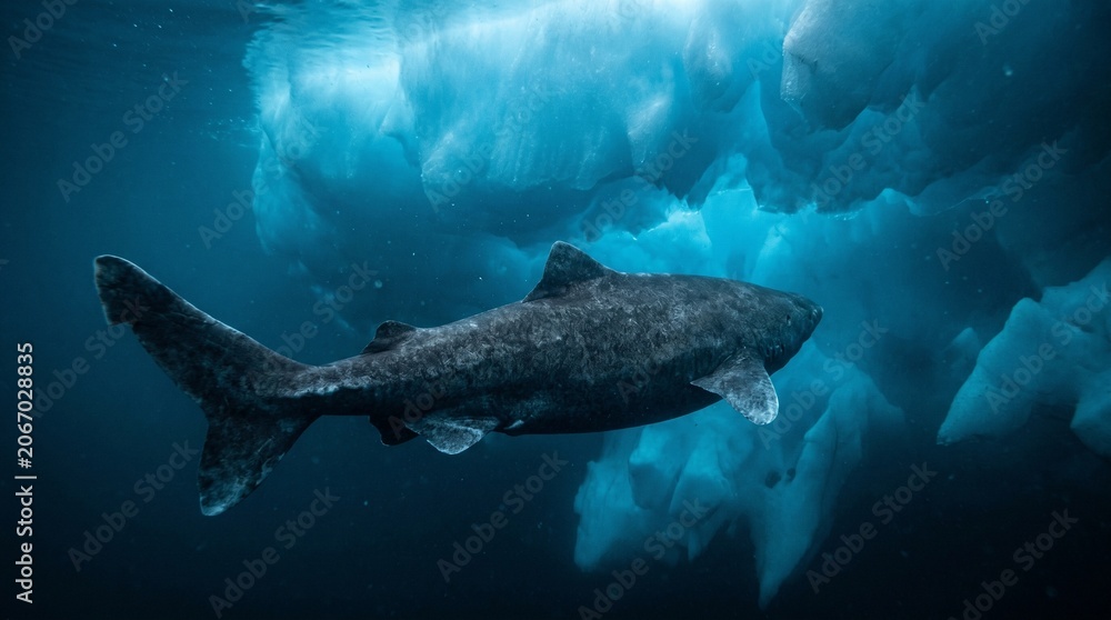 Fototapeta premium Greenland shark under ice