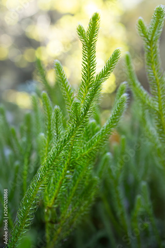 Close up common clubmoss club moss Lycopodium clavatum growing in woodland environment with bokeh background