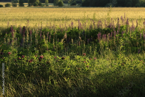 Red clover flowers against a green field.