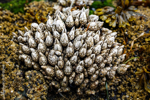 Vászonkép Gooseneck Barnacles
