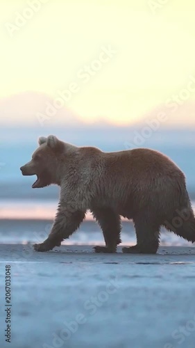 Coastal brown bear grizzly walking along beach at misty sunrise