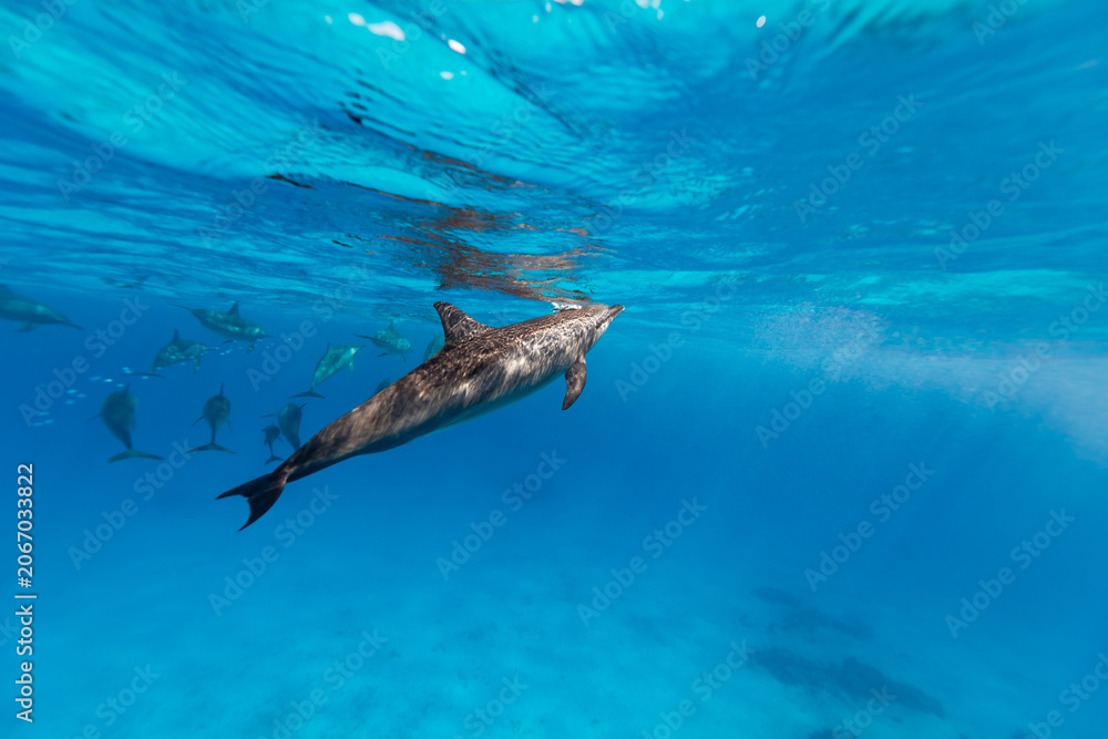 Obraz premium Intelligent and playful Red Sea Spinner dolphins, Stenella longirostris, swim in clear blue tropical waters