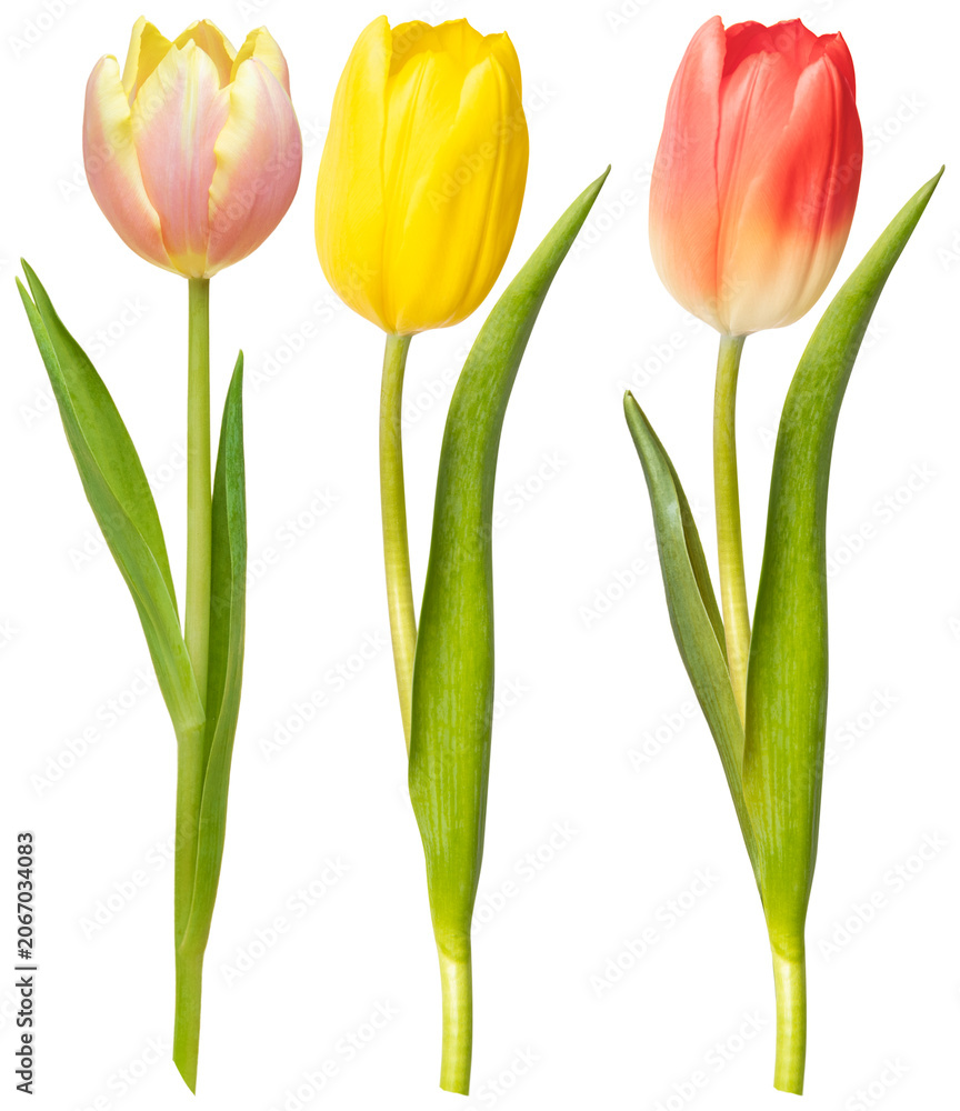 Fototapeta premium PNG Colorful tulips on white background element set on transparent background