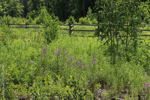 Purple fireweed flowers against green grass in the wild.