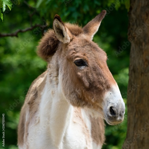 Fotografija Equus kiang