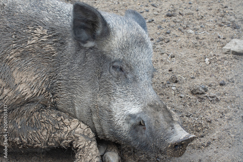 Male of wild boar (sus scrofa) is lying in the mud. Close-up portrait. Wild animals in the hunting farm.