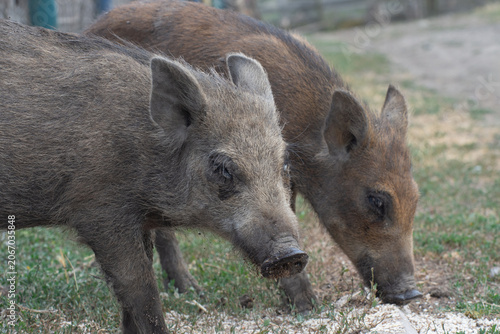 Photography Group of young wild pigs
