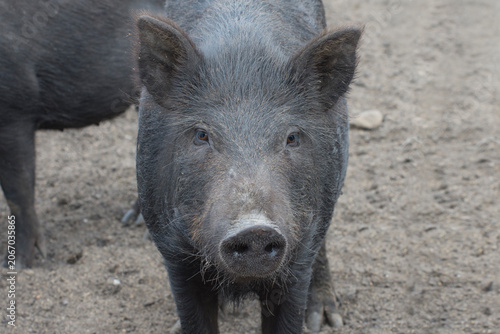 Young wild boar pig (sus scrofa). Front view.