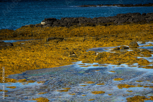 Canvastavla Brown seaweed and tidal pools on volcanic rocky coast in Iceland