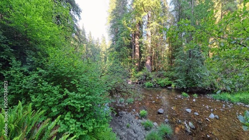Scene of Quiet Creek in Redwood Forest with Creek Running Through