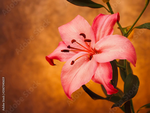 Tableau sur toile Fancy pink lily blooms with dewy petals