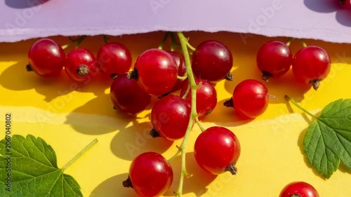 Fresh red currants on torn pastel paper background. bright yellow and lavender backdrop with green leaves and summer fruit still life.