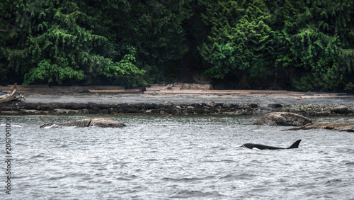 An Orca (Orcinus Orca) At The Shore Of Gabriola Island
