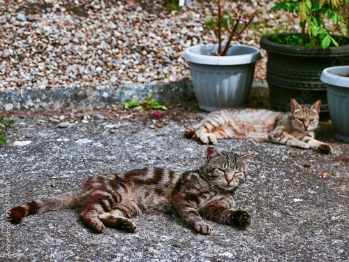 Wall Mural Two tabby cats relax on concrete