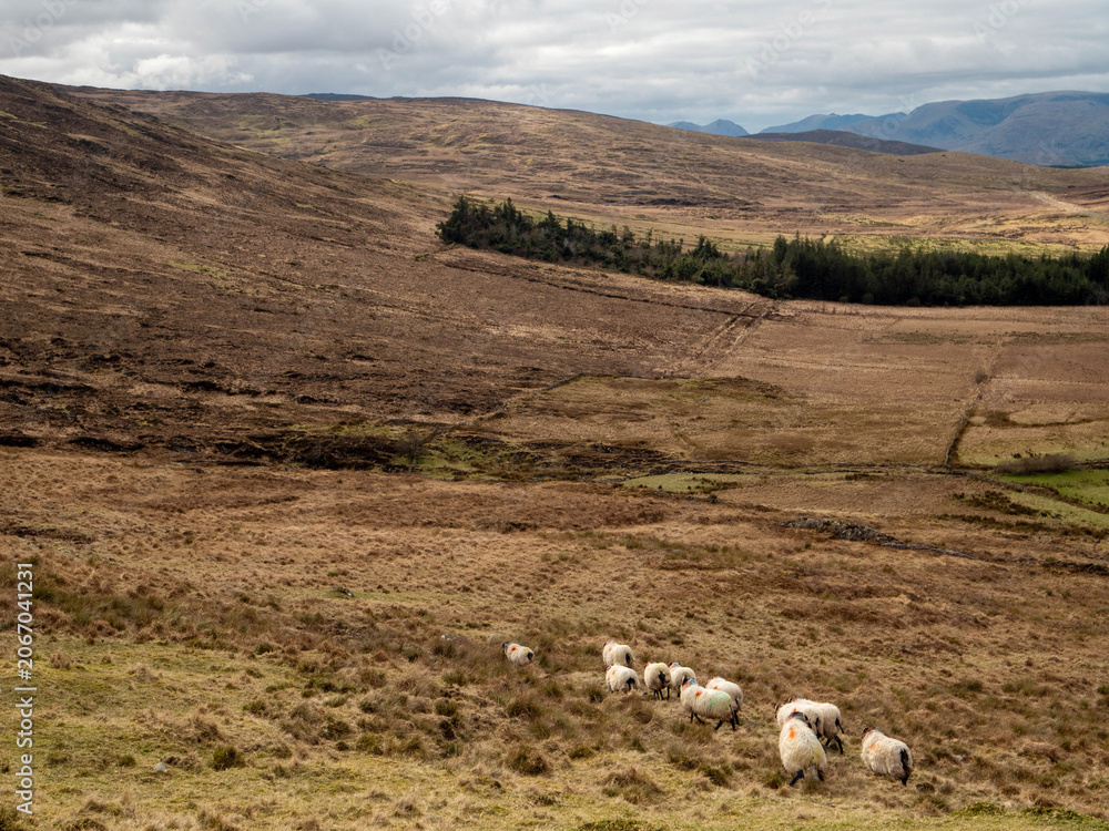 Fototapeta premium Fine wool sheep flock in a brown grass agriculture farm land with heel and cloudy sky. Farming in Ireland.