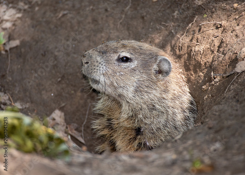 Closeup on the head of a woodchuck (Marmota monax) warily poking its head out of its burrow in the earth. Flies are swarming about its head. 