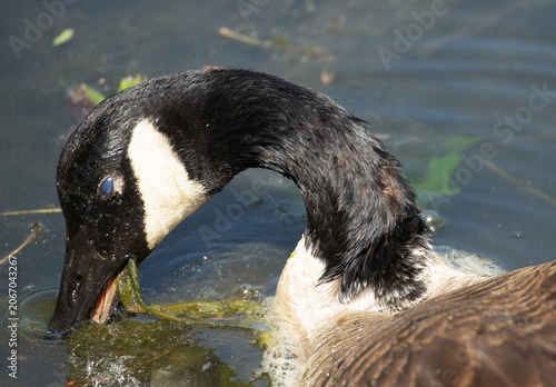 Canada Goose eating strands of green algae and aquatic plants in an urban pond. 