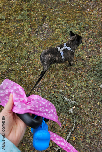 Pink Heart Pattern Dog Waste Bag Held by Pet Owner During Outdoor Walk