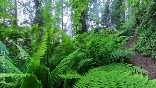 Thick Ferns Alongside Trail in Redwood National Park