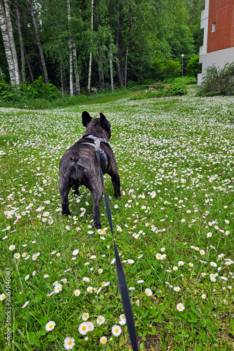 Senior French Bulldog Walking Home Through Daisy Flowers and Green Grass
