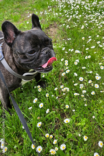 Senior French Bulldog Walking Through Daisy Flowers in Green Summer Yard