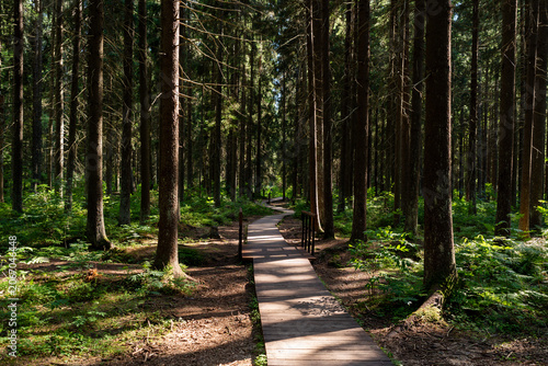 Wooden boardwalk through a dense green forest with sun and shade. Peaceful hiking route, nature walk and summer woodland landscape
