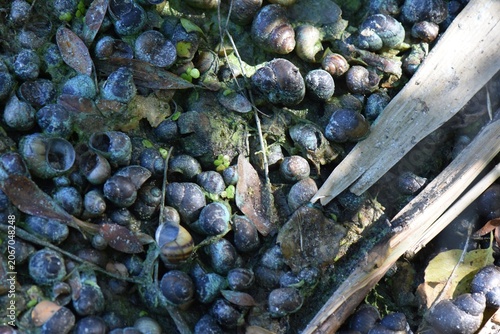 A snail shell on a swamp covered with duckweed in summer season
