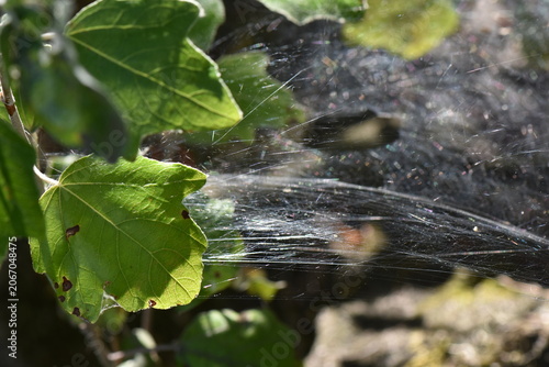 A spider web on a green leaf in the forest, close-up