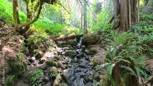 Trillium Falls Trickles in Summer in Redwood National Park