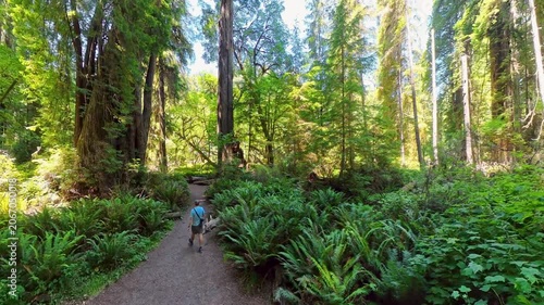 Views of Giant Forest in Redwood National Park