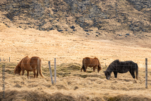 Icelandic Horses Grazing in Golden Pasture with Volcanic Highlands in Iceland