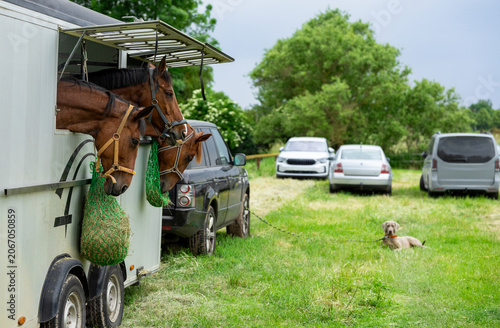 Competition Horses Resting in Transport Trailer at Equestrian Event Grounds