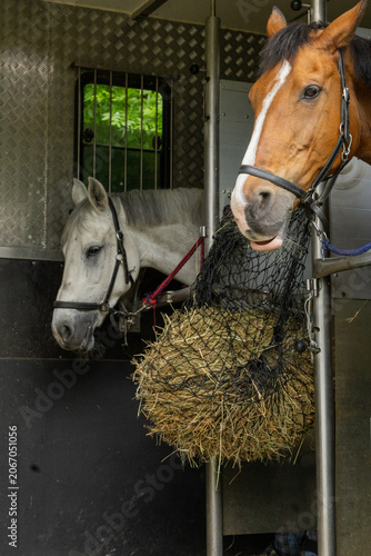 Horse Feeding from Hay Net Inside Transport Trailer with Companion Horse in Background