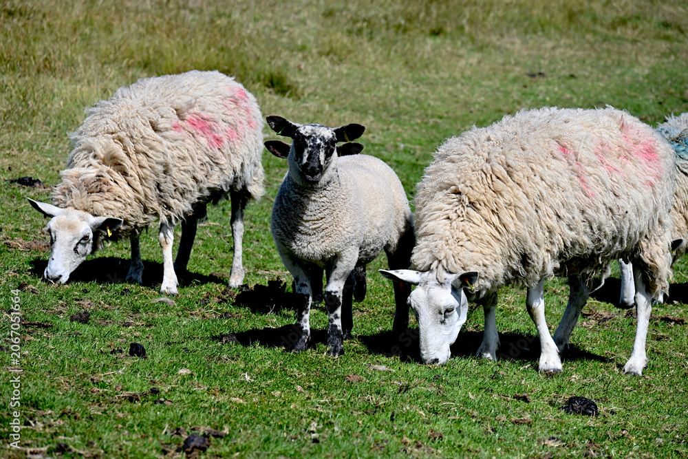 Fototapeta premium Sheep Grazing On Green Pasture In Rural Countryside