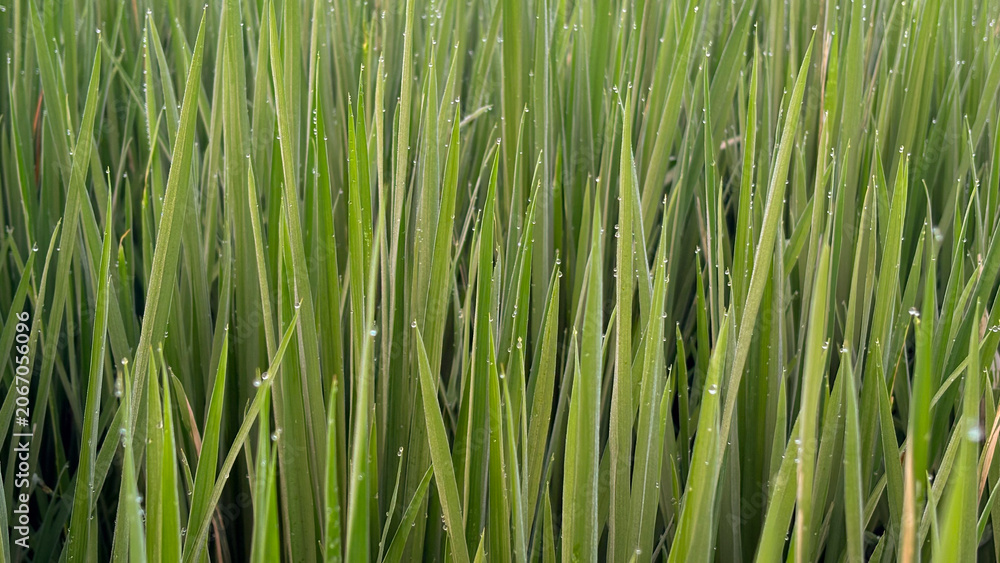 Fototapeta premium Morning Dew Drops on Fresh Green Rice Paddy Leaves