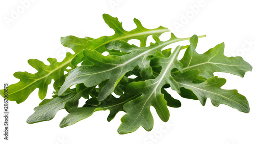 Εκτύπωση καμβά Isolated fresh green arugula leaves, a healthy and peppery salad ingredient for