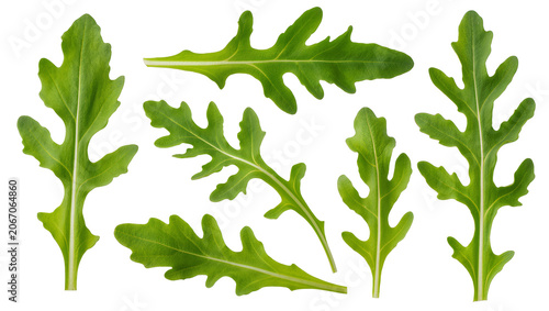 Schilderij op canvas Isolated fresh green arugula leaves collection, vibrant organic salad ingredient