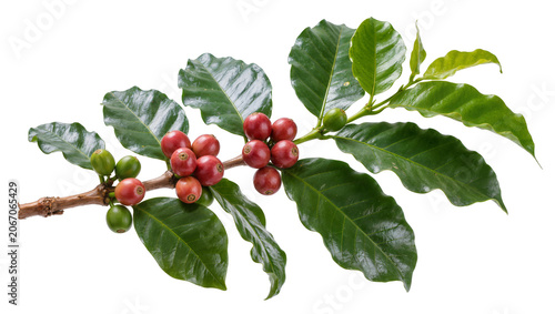 Konstfotografi Isolated fresh coffee branch with vibrant green leaves and ripe red, unripe gree