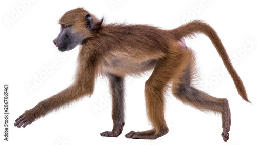 Photography Isolated olive baboon walking confidently, powerful primate mammal with brown fu