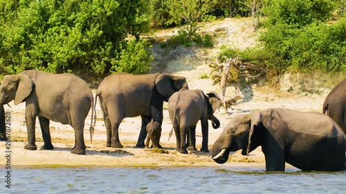 Footage from boat of a herd of elephants enjoying bath at Chobe Riverbank in Chobe National Park, Botswana, South Africa. Baby calf elephant enjoying sunlight. 