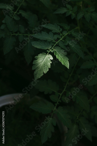 Foto green leaves in the shade