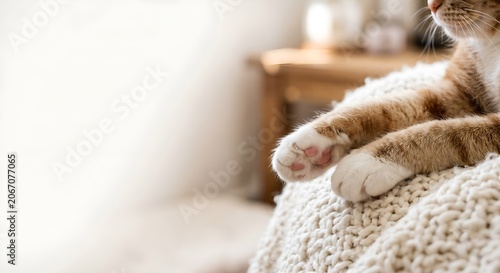 Ginger cat relaxing with paws resting on cozy blanket at home  