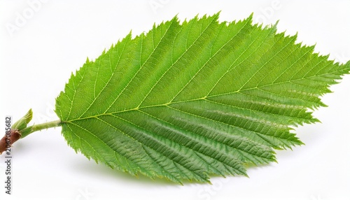 Nut Leaf Hazelnut Green Fresh Branch With Foliage Isolated On White Background